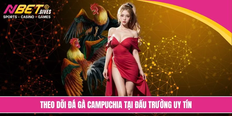 Theo dõi đá gà Campuchia tại đấu trường uy tín